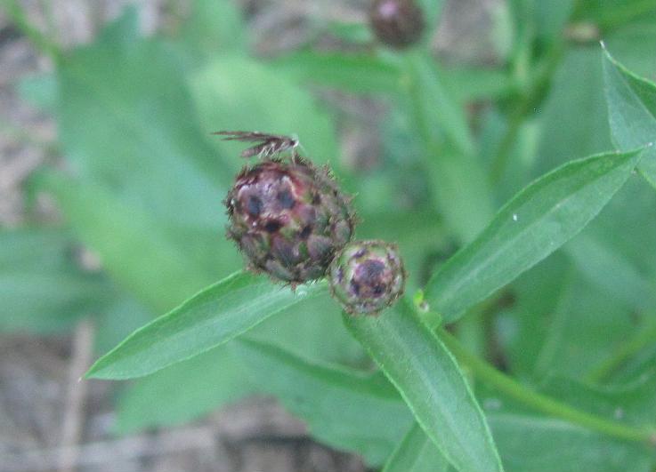 Syncopacma sp.?